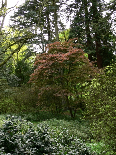 Bois des Moutiers (133) Mai 2012